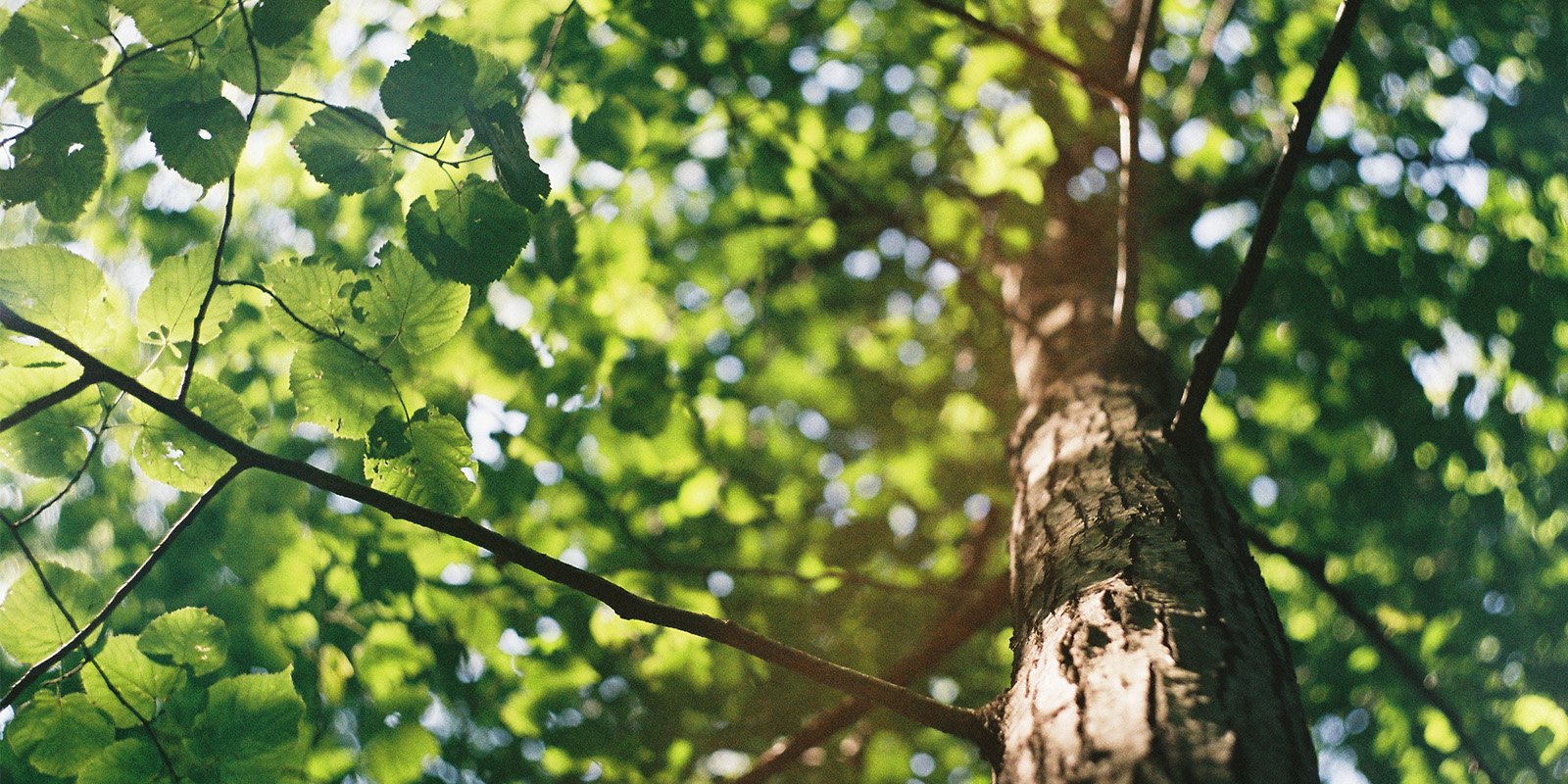 Tu B'Shevat Gift Baskets