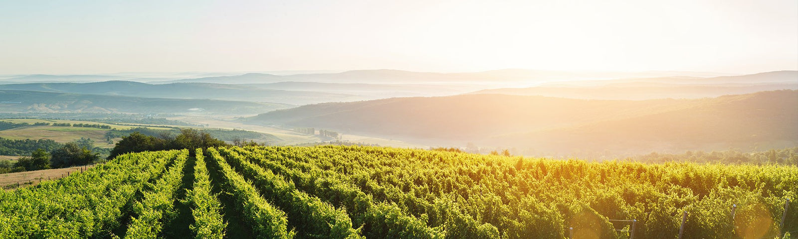 Kosher Wine