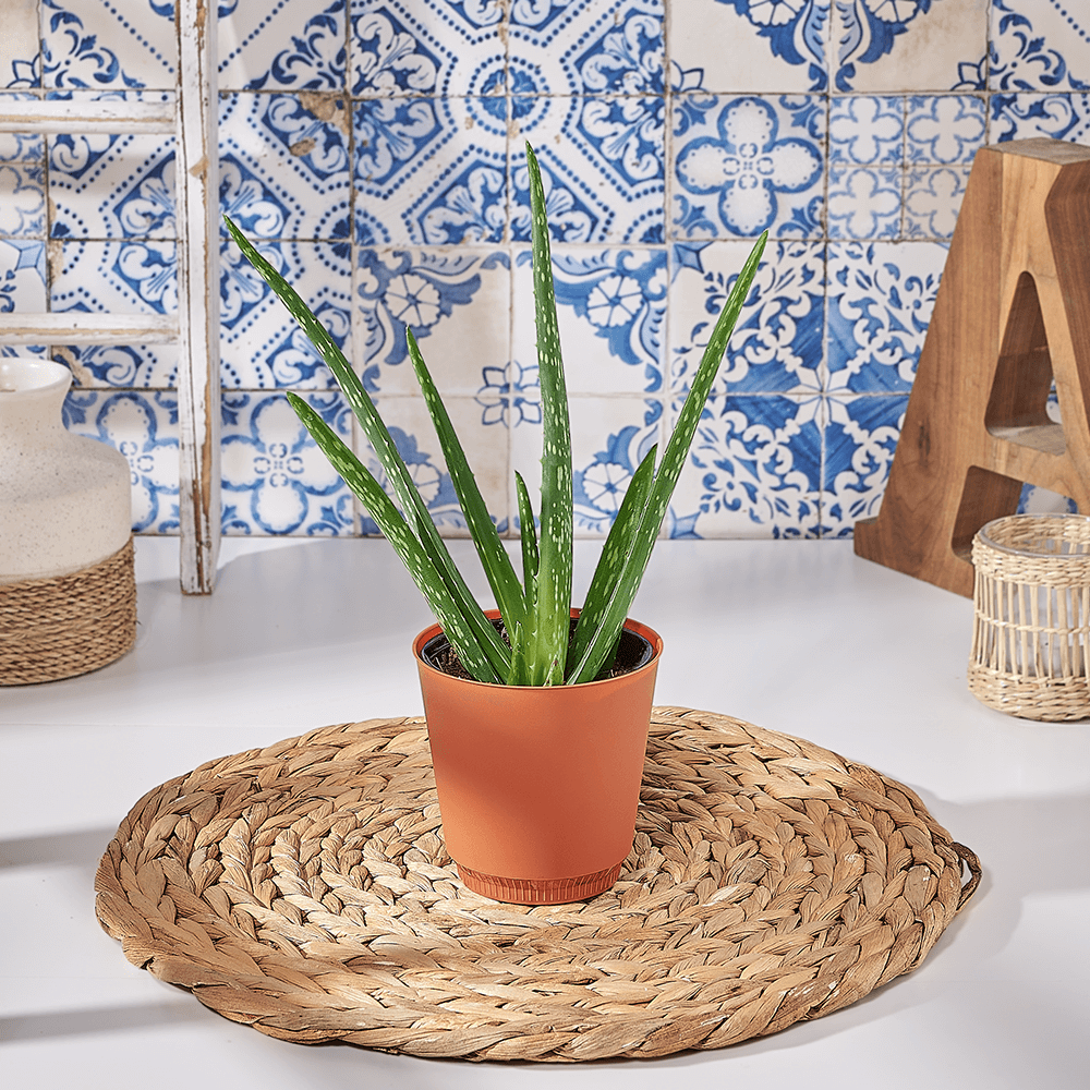 Aloe Potted Plant