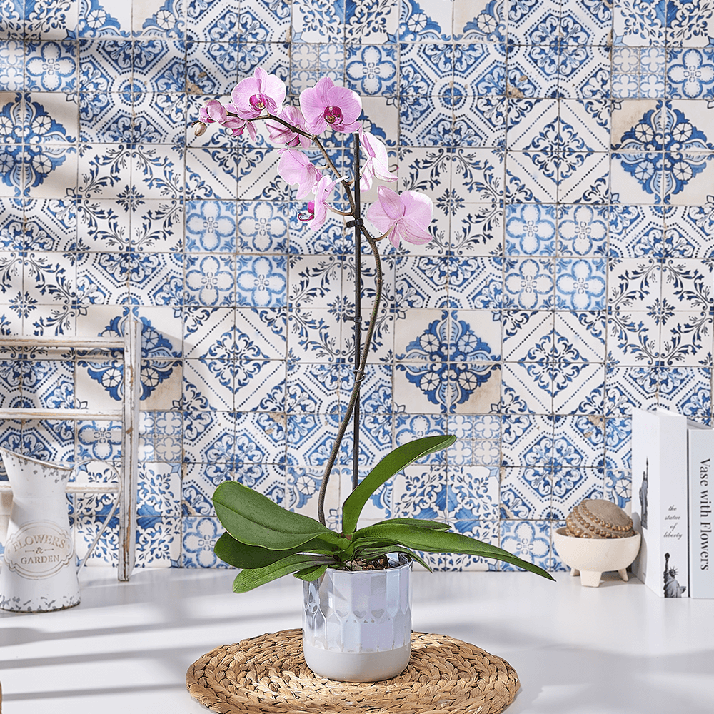 Blushing Pink Orchid Plant