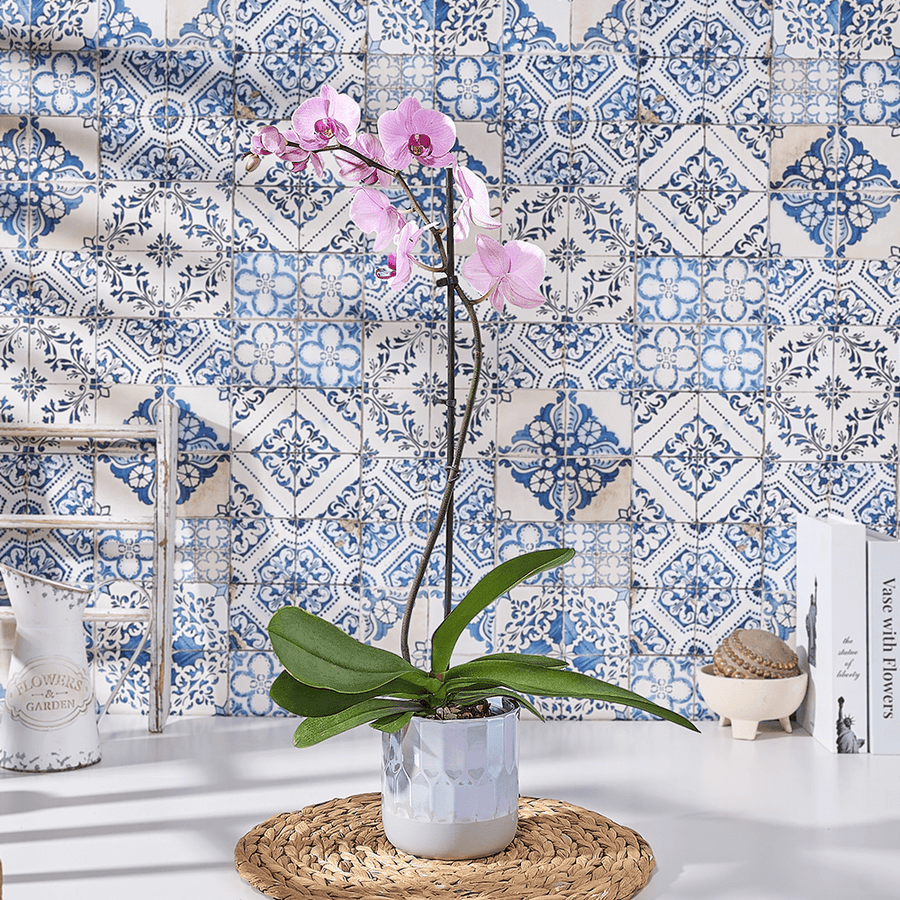 Blushing Pink Orchid Plant, plant gift, plant, flower gift, flower, orchid gift, orchid, Canada delivery