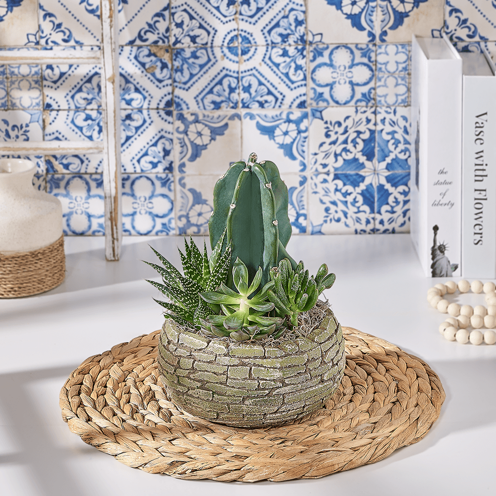 Cactus Makes Perfect Gift, plant gift, plant, succulent gift, succulent, Canada delivery