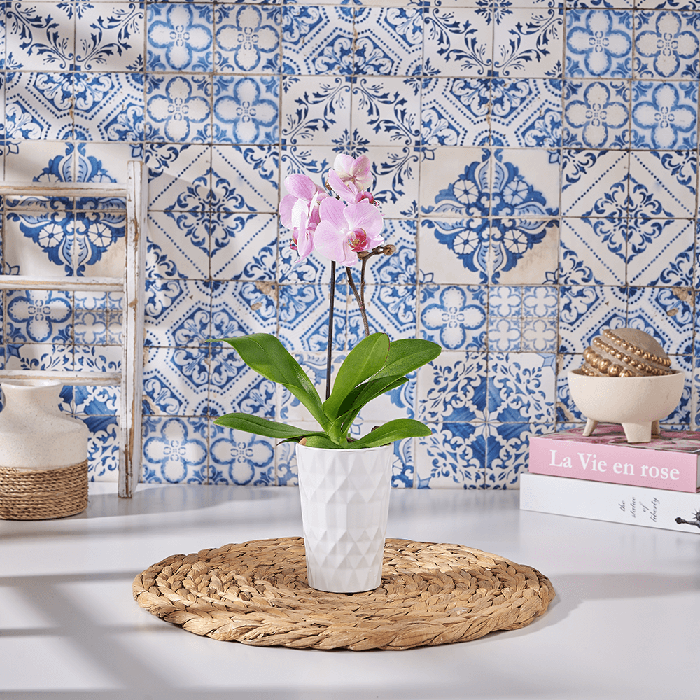 Dainty Pink Orchid Gift