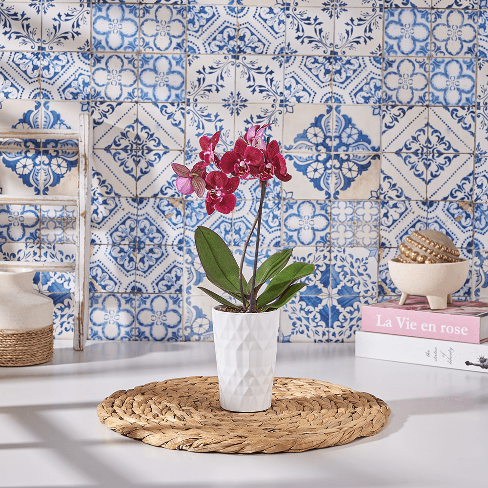 Little Purple Orchid Gift