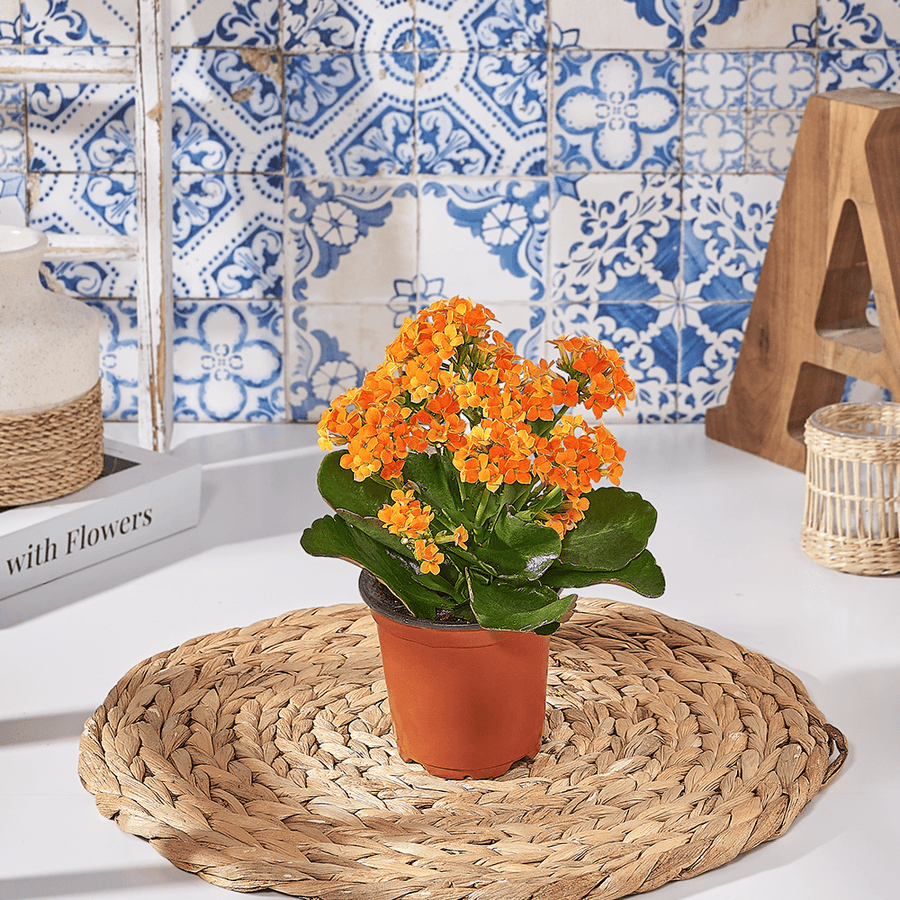 Orange Potted Kalanchoe Gift, plant gift, plant, kalanchoe gift, kalanchoe, Canada delivery