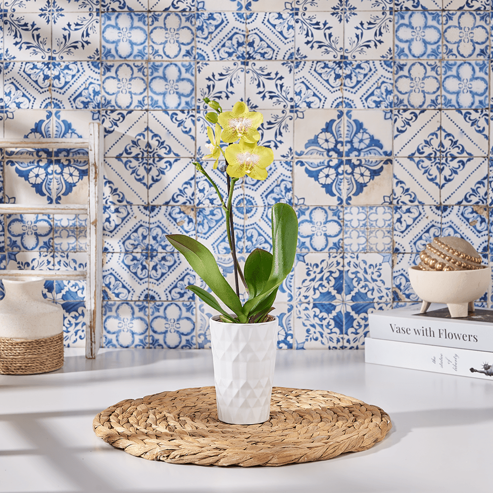 Petite Gold Orchid Plant