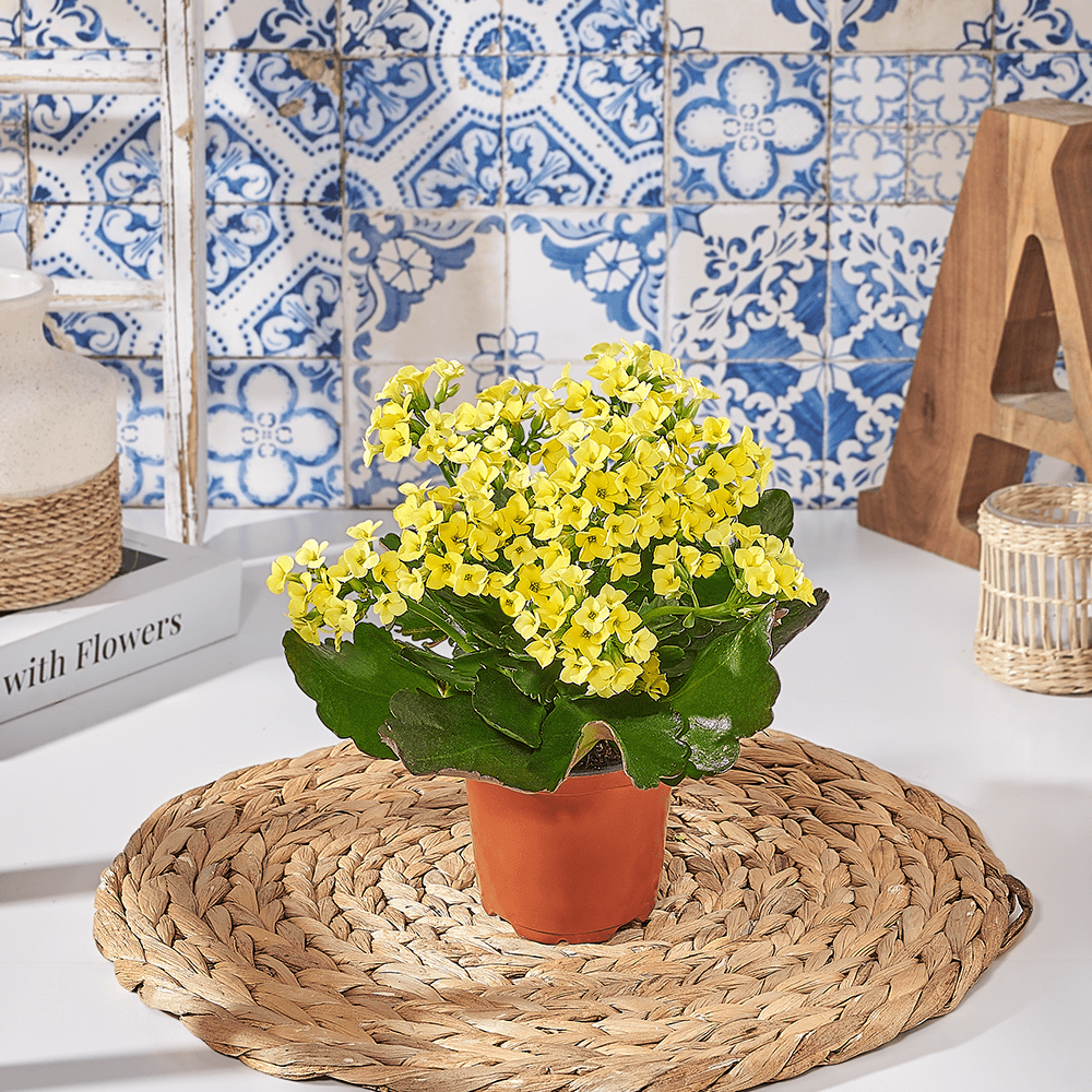 Potted Kalanchoe, plant gift, plant, kalanchoe gift, kalanchoe, Canada delivery