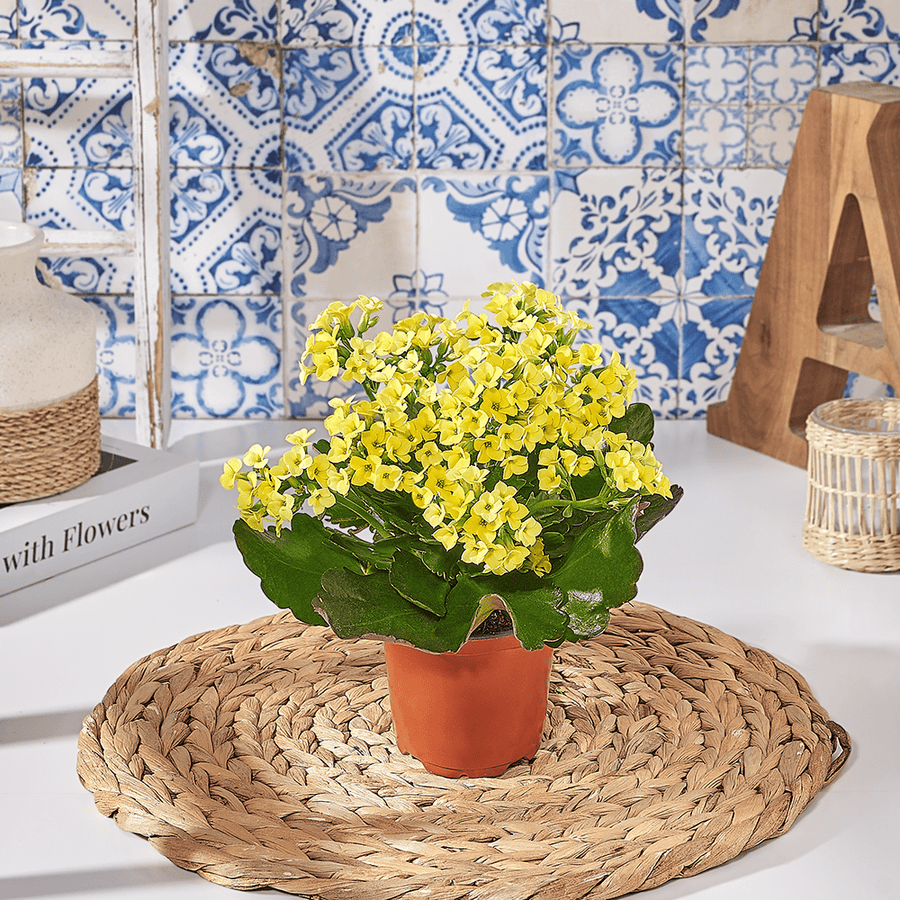 Potted Kalanchoe, plant gift, plant, kalanchoe gift, kalanchoe, Canada delivery