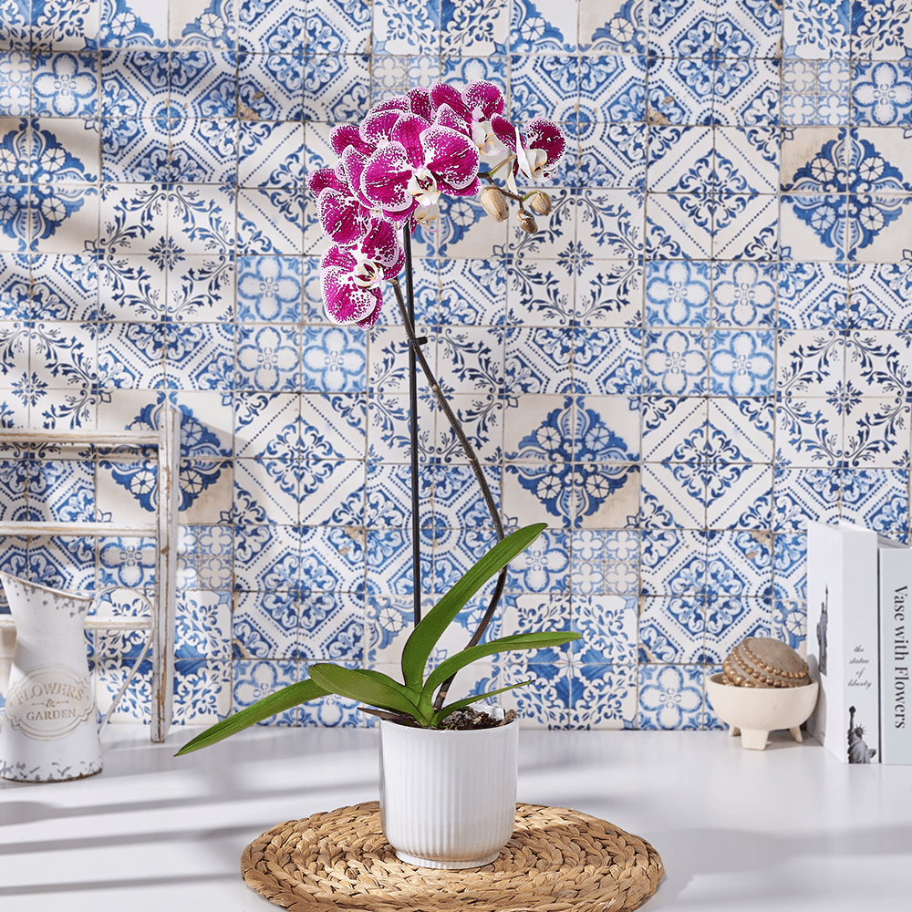 Potted Purple Orchid