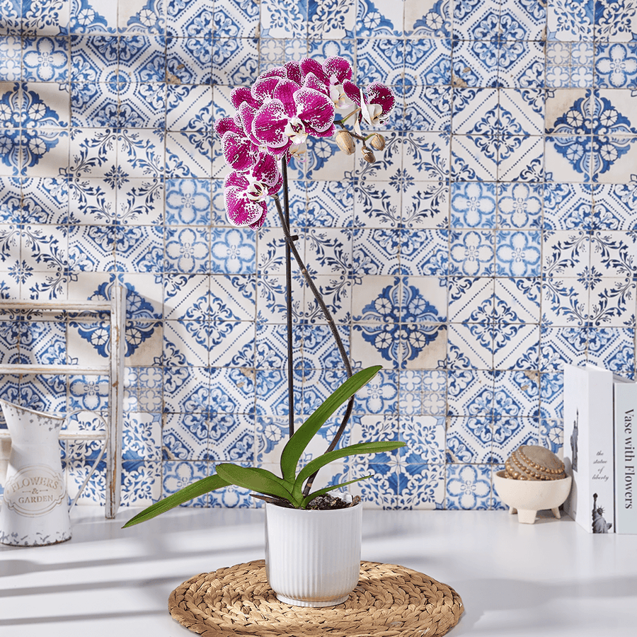 Potted Purple Orchid, plant gift, plant, orchid gift, orchid, flower gift, flower, Canada delivery