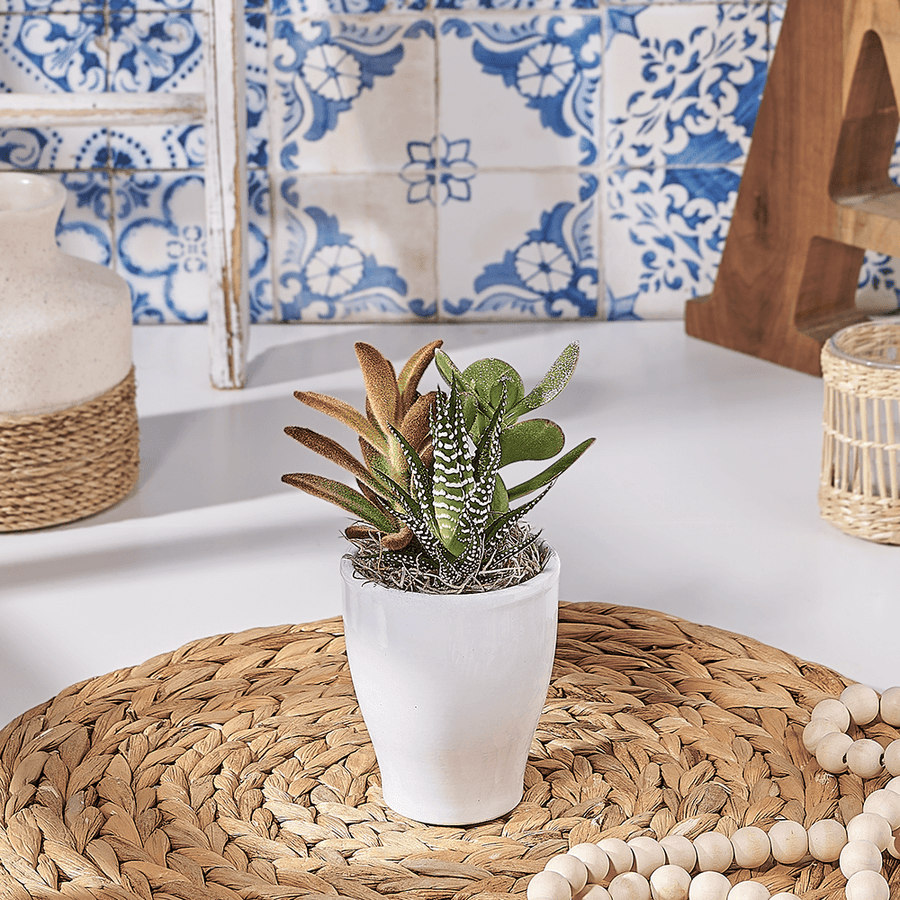 Small Succulent Planter Gift, plant gift, plant, succulent gift, succulent, Canada delivery