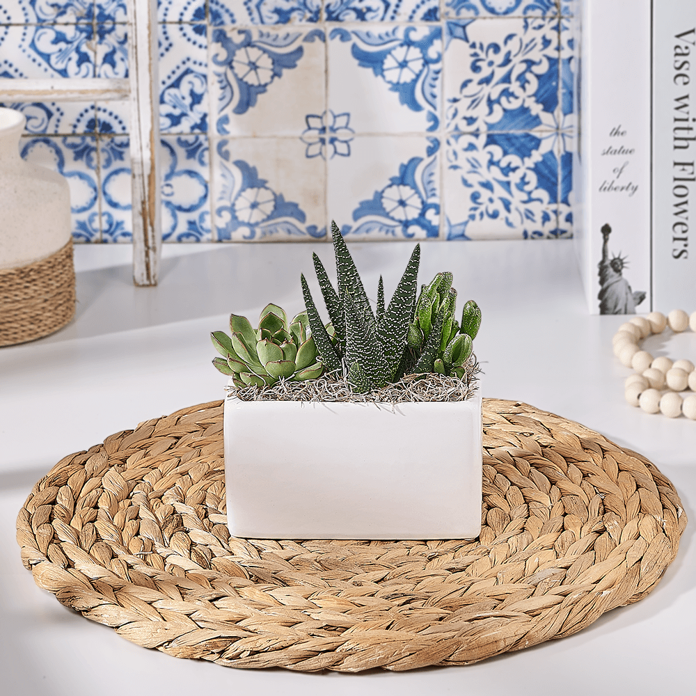 Stunning Succulent Planter Gift