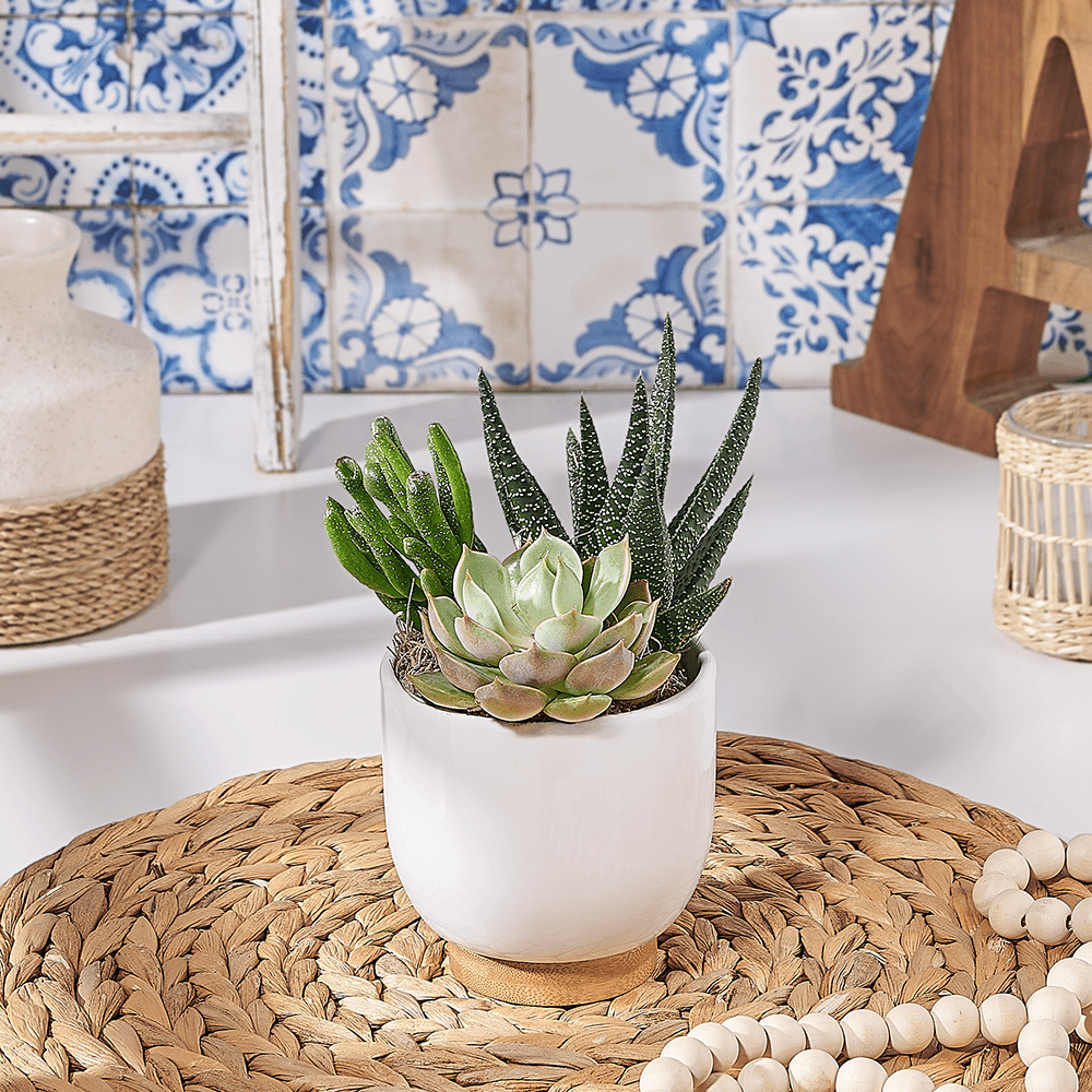 Succulent Trio Planter Gift, plant gift, plant, succulent gift, succulent, Canada delivery