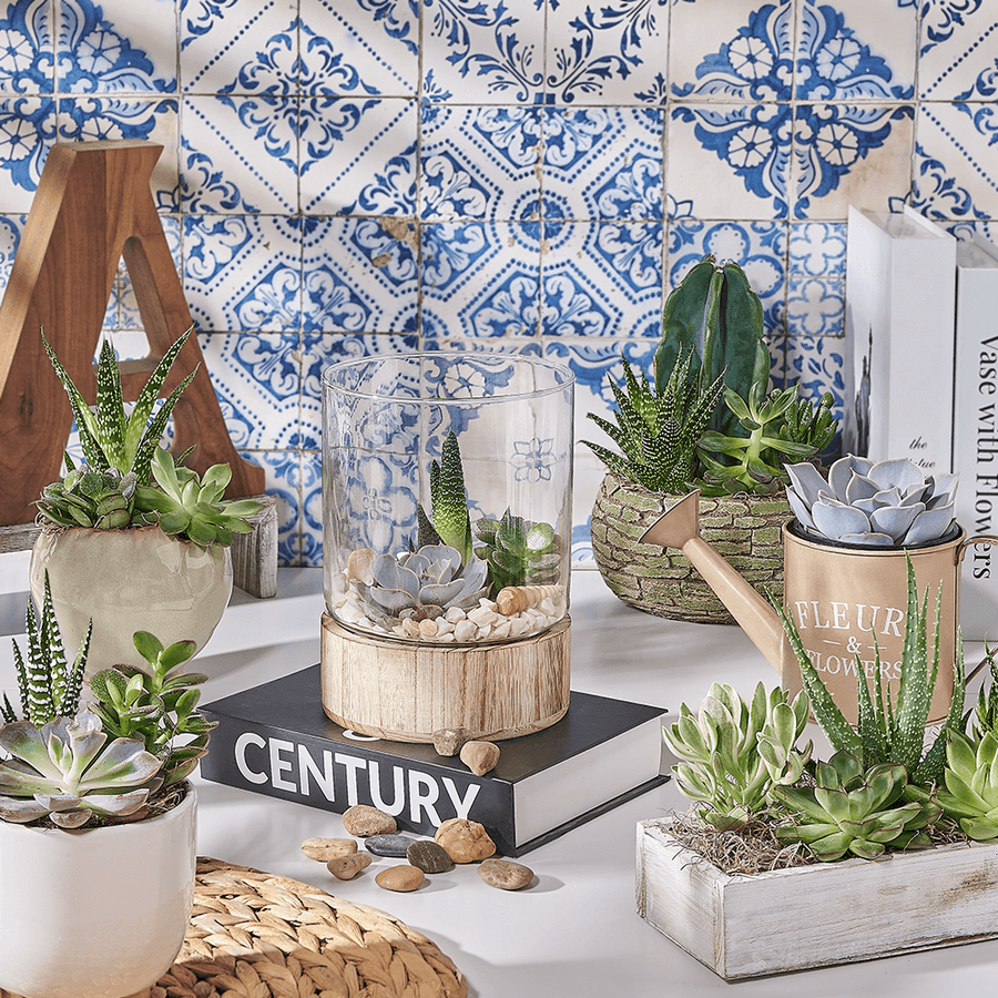 Succulents & Cacti Plant Subscription, plant subscription gift, plant subscription, plant gift, plant, Canada delivery