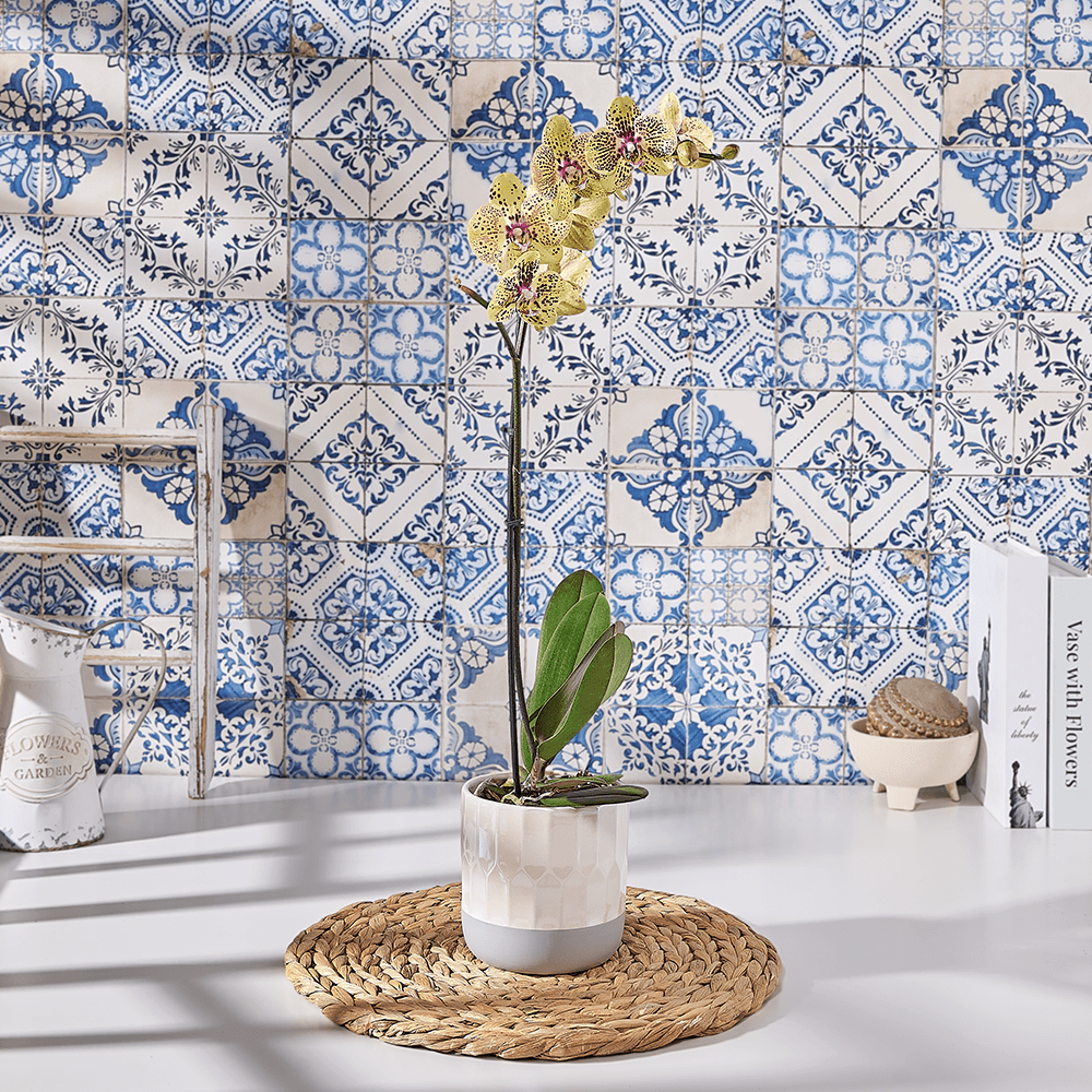 Sunny Orchid Plant Gift