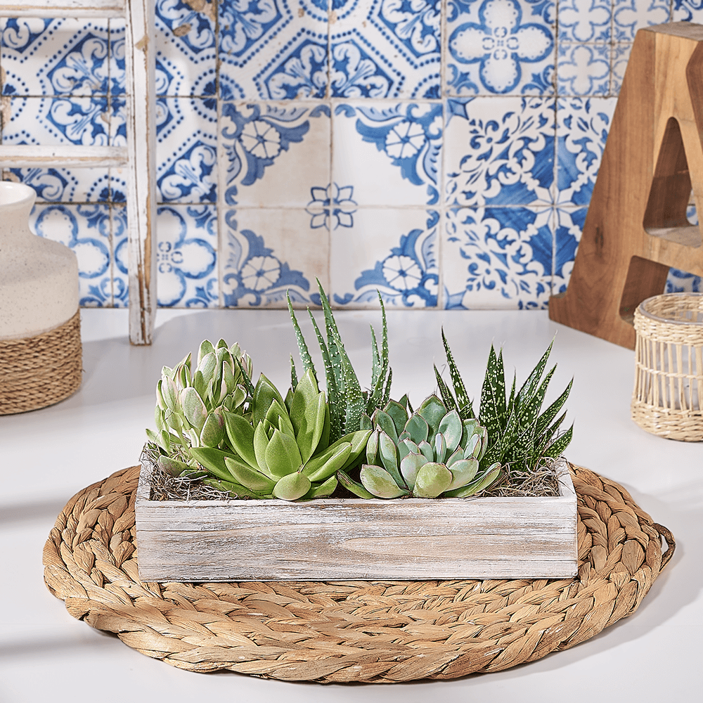 Tabletop Succulent Garden, plant gift, plant, succulent gift, succulent, Canada delivery