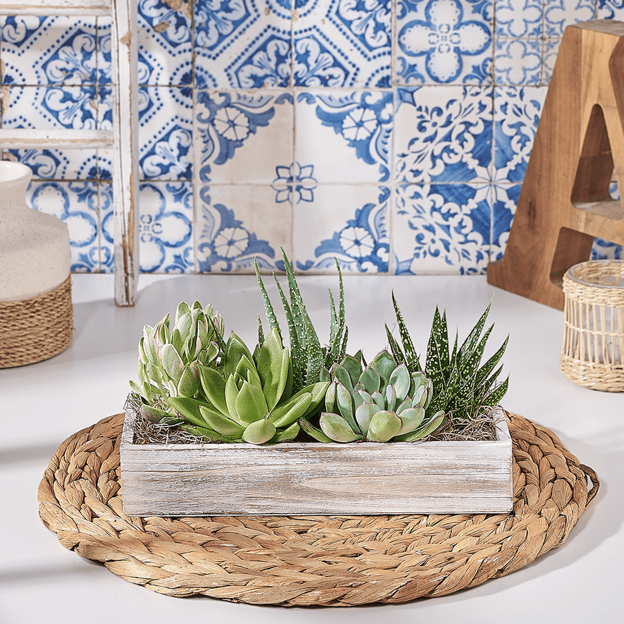 Tabletop Succulent Garden, plant gift, plant, succulent gift, succulent, Canada delivery