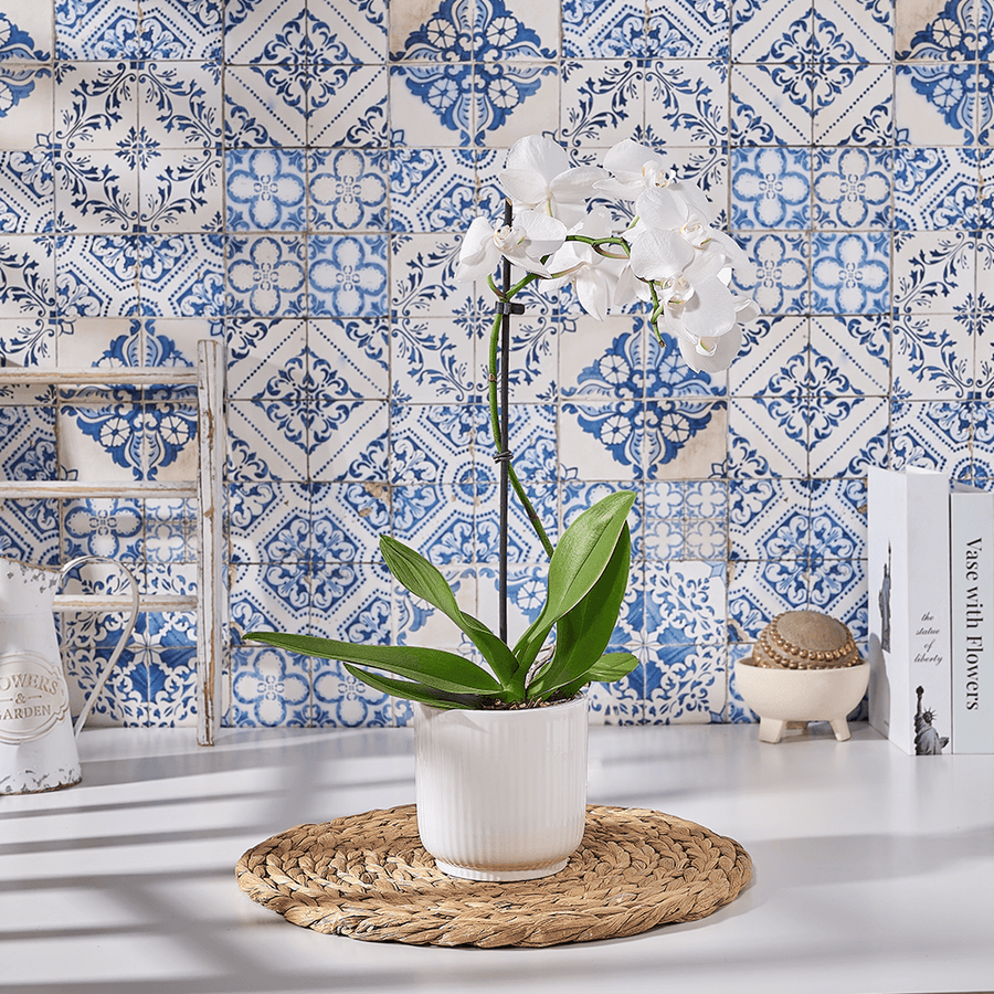 White Orchids Couldn't Drag Me Away, plant gift, plant, orchid gift, orchid, Canada delivery