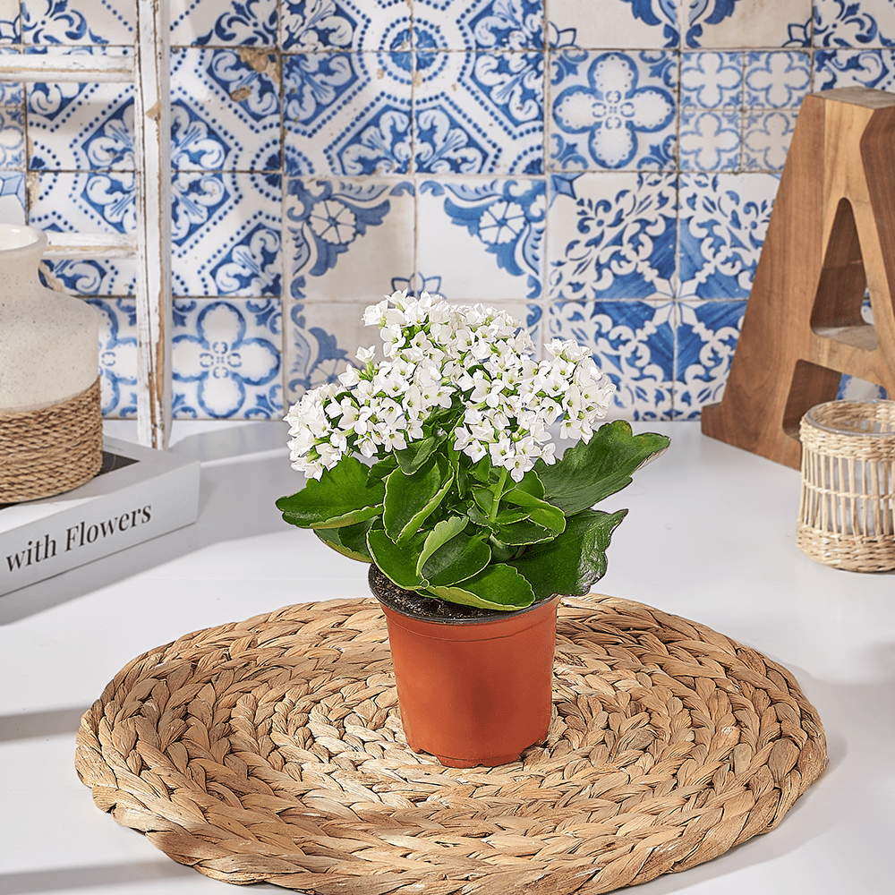 White Potted Kalanchoe Gift, plant gift, plant, kalanchoe gift, kalanchoe, Canada delivery