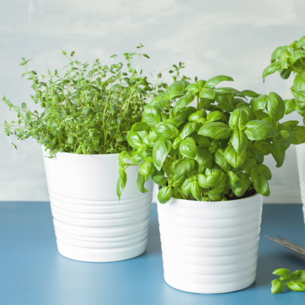 Herbs